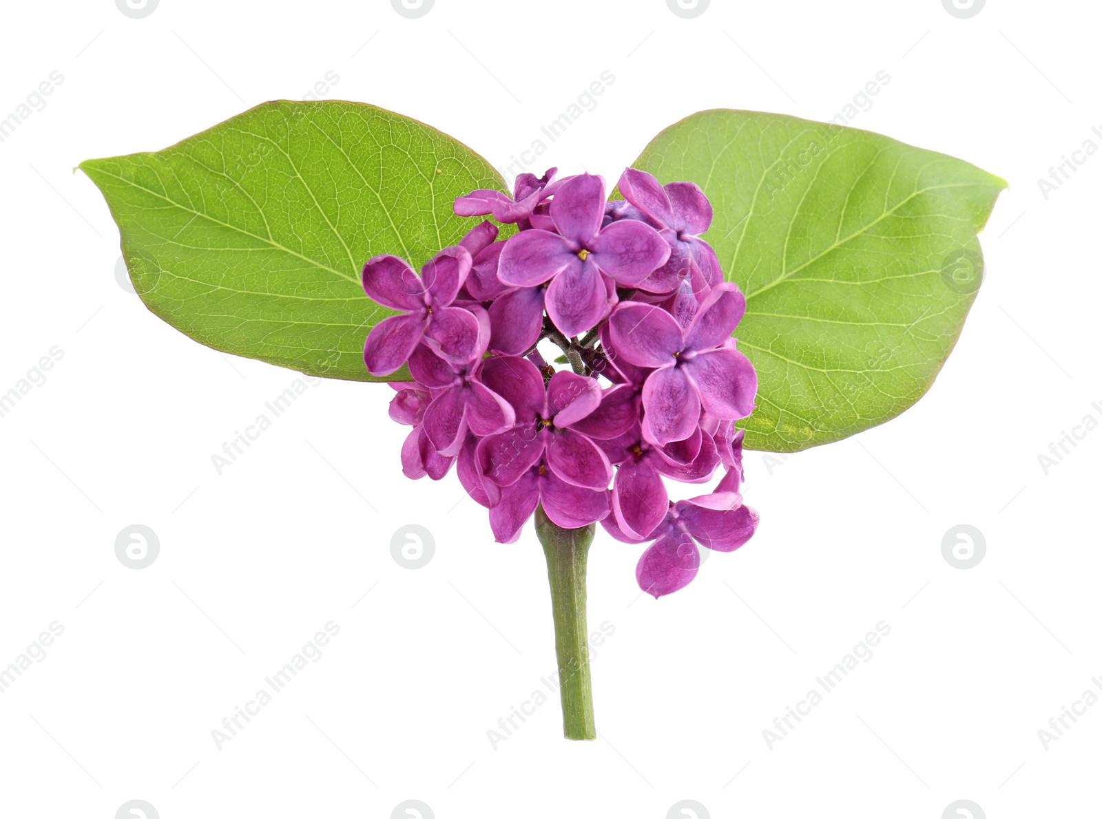 Photo of Beautiful blossoming lilac flowers with green leaves on white background