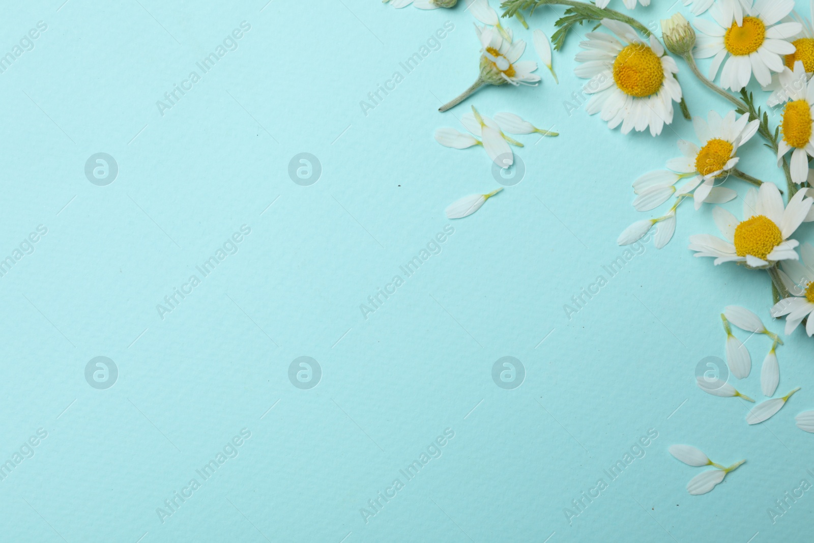 Photo of Beautiful chamomiles on light blue background. Space for text