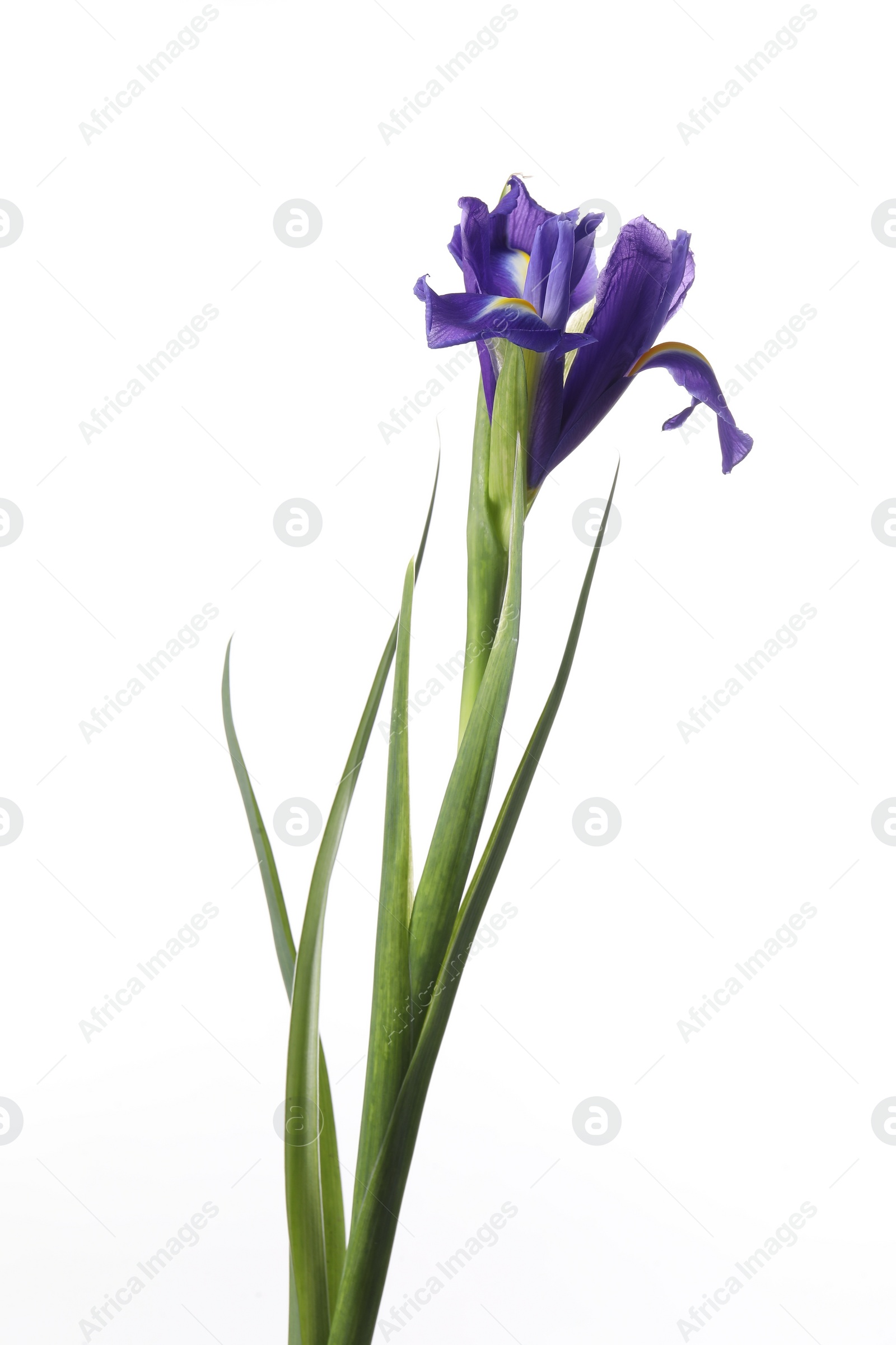 Photo of Beautiful violet iris flower isolated on white