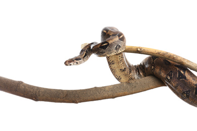 Photo of Brown boa constrictor on tree branch against white background