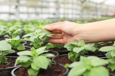 Woman taking care of seedlings in greenhouse, closeup