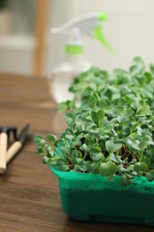 Fresh microgreens growing in plastic container with soil on wooden table, closeup