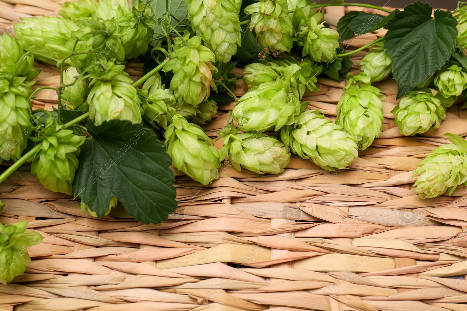 Photo of Fresh green hops and leaves on wicker mat, above view