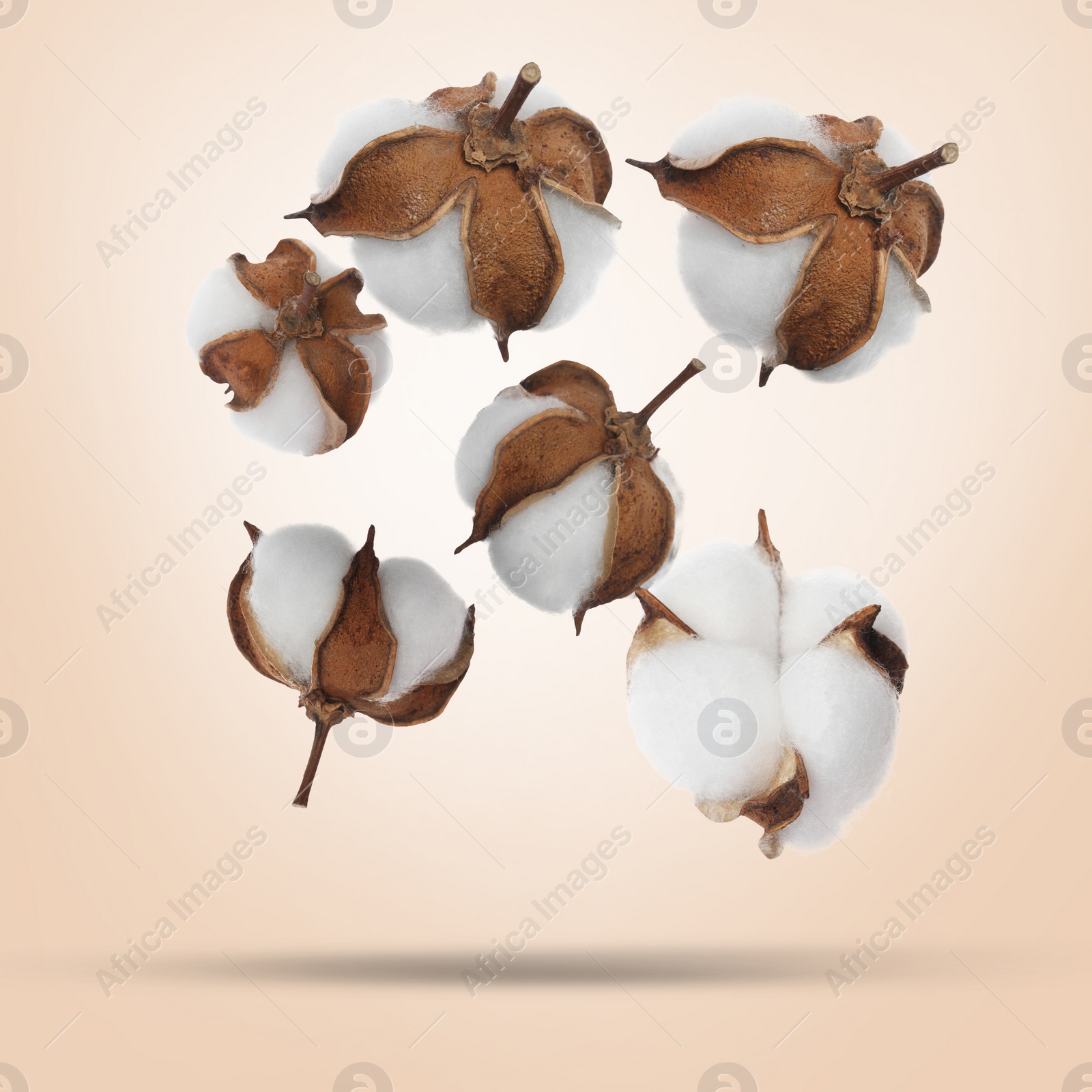 Image of Beautiful cotton flowers falling on beige background