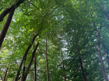 Photo of Beautiful green trees in forest on sunny day