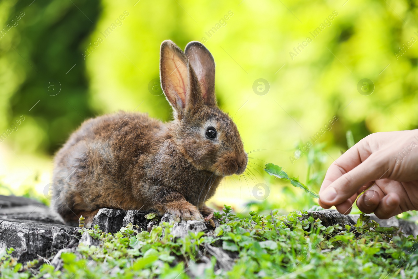 Photo of Woman feeding cute fluffy rabbit with grass outdoors, closeup