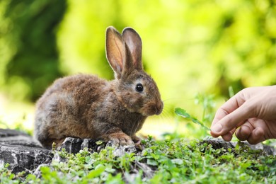 Photo of Woman feeding cute fluffy rabbit with grass outdoors, closeup