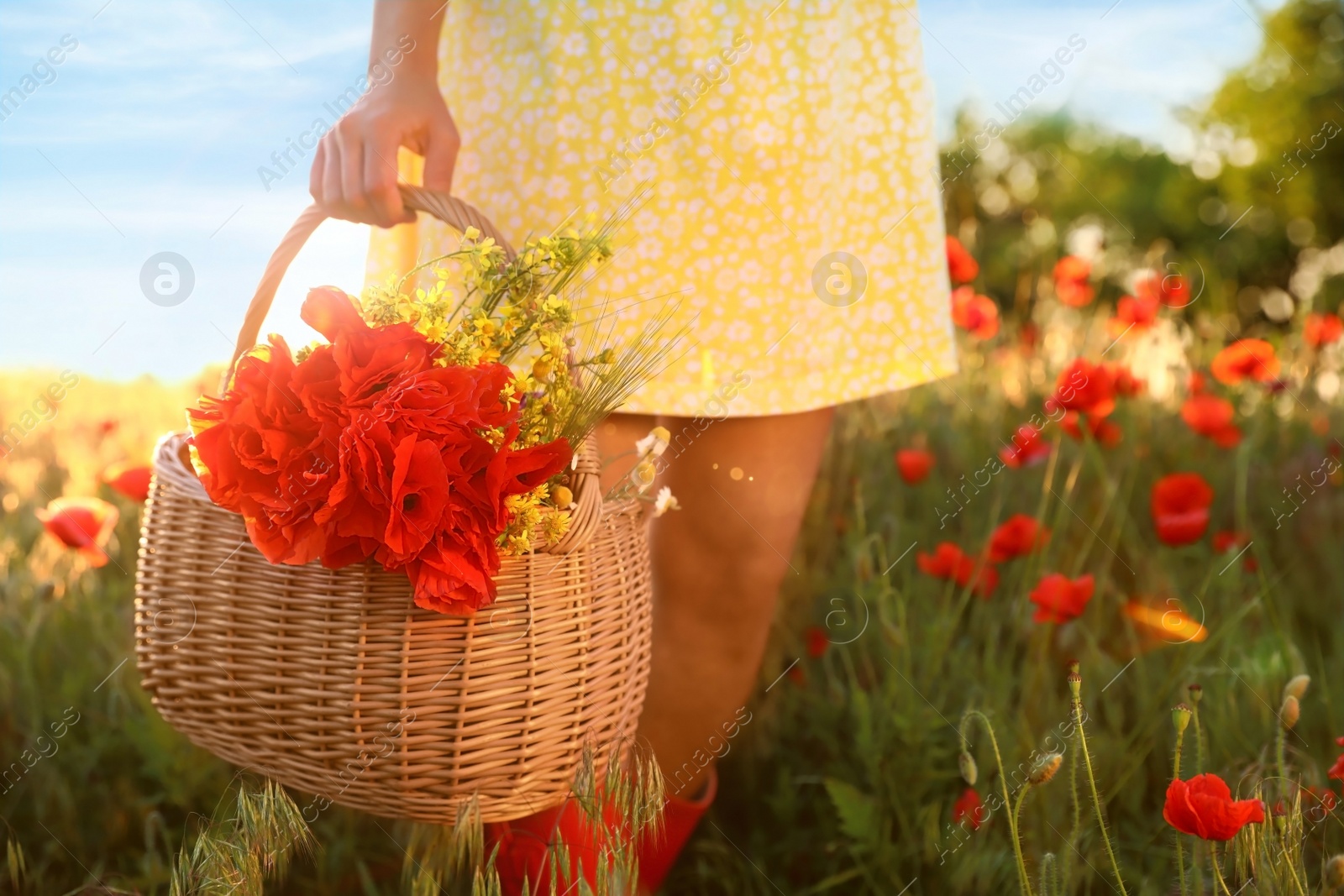 Photo of Woman with basket of poppies and wildflowers in field on sunny day, closeup