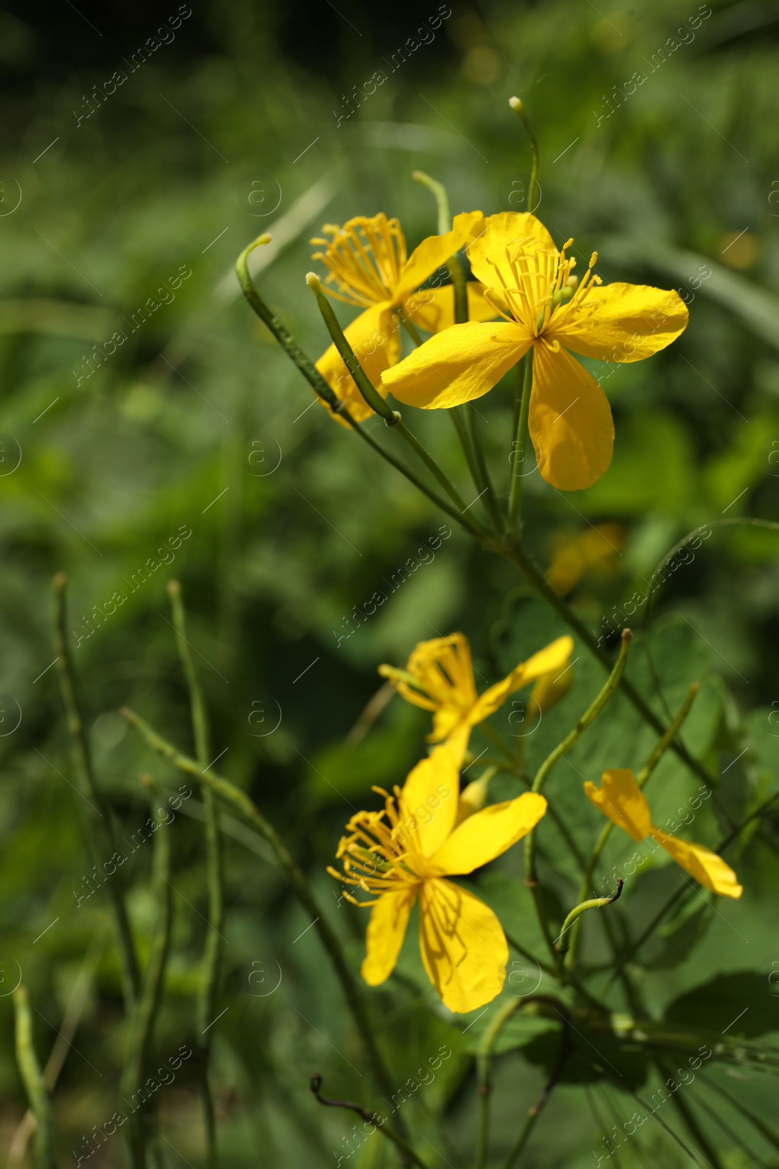 Photo of Celandine plant with yellow flowers and green leaves growing outdoors