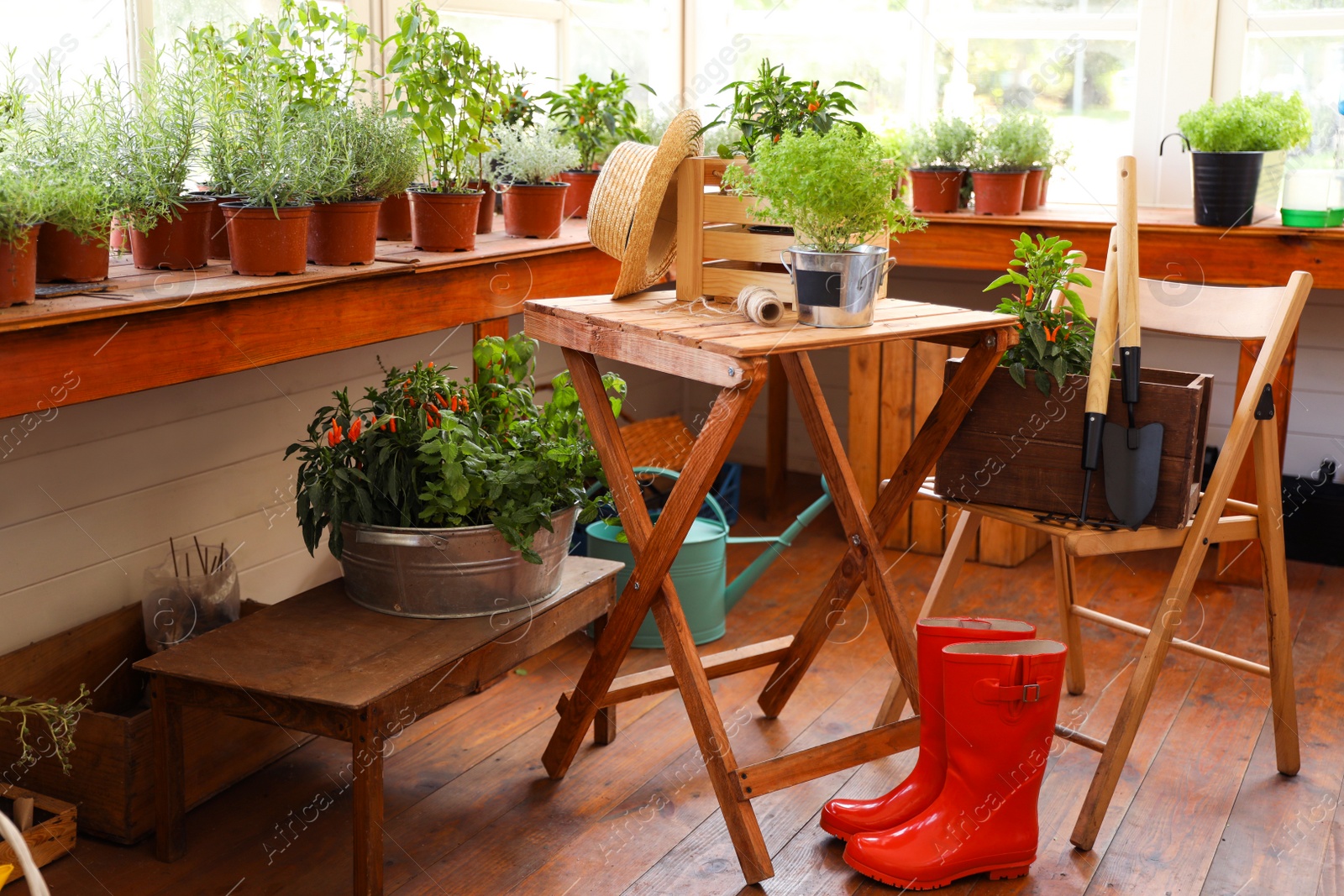 Photo of Seedlings, rubber boots and gardening tools in shop