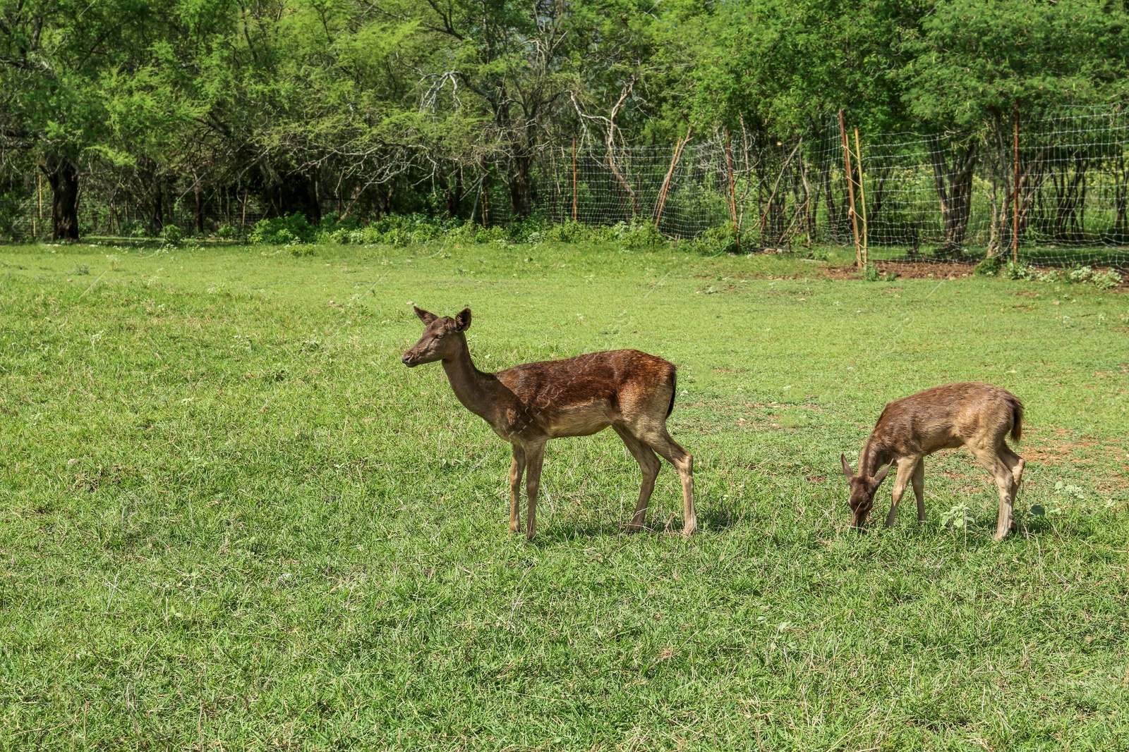 Photo of Beautiful doe with fawn in safari park