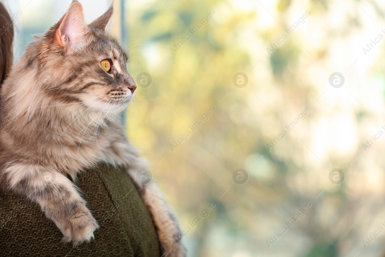 Photo of Woman with adorable Maine Coon cat at home, closeup. Space for text