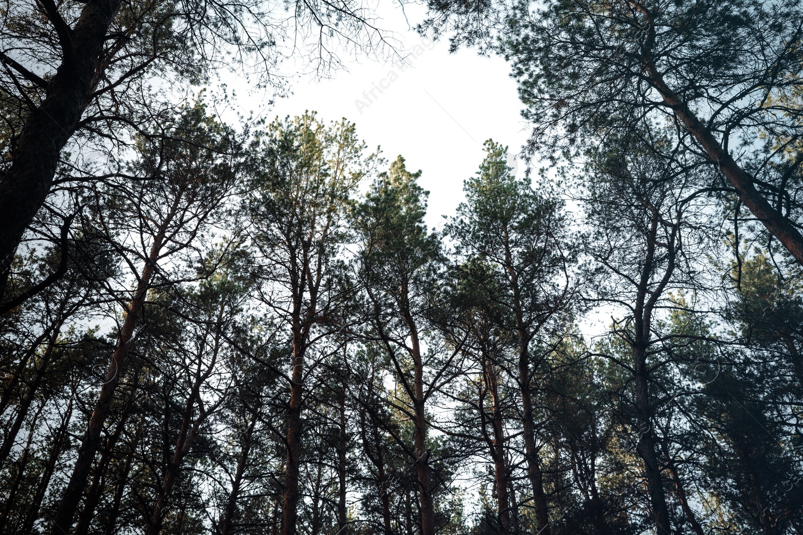 Photo of Low angle view of pine forest. Fantasy setting