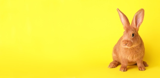 Photo of Cute bunny on yellow background. Easter symbol