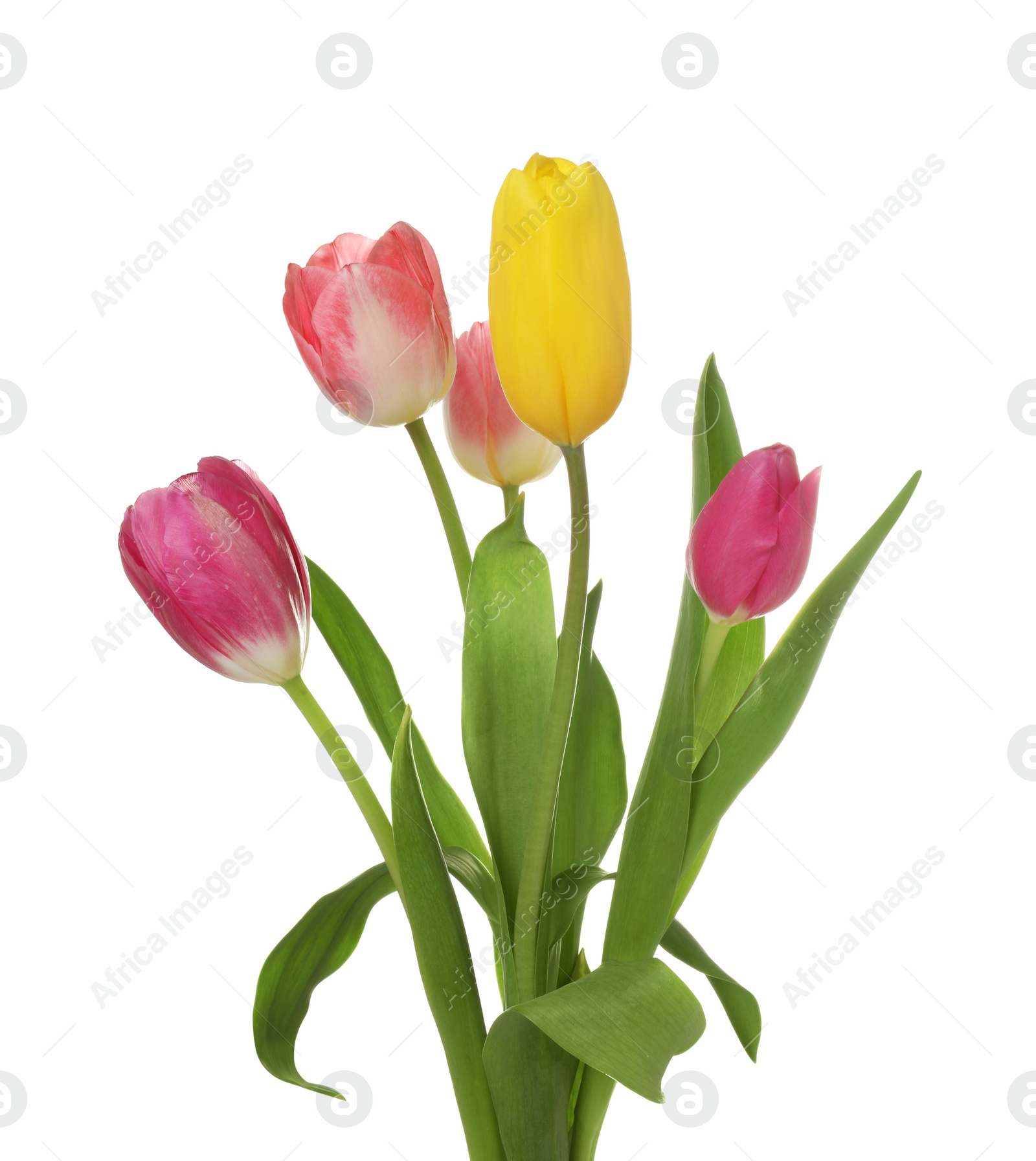 Photo of Beautiful colorful tulip flowers isolated on white