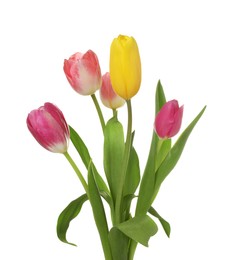 Photo of Beautiful colorful tulip flowers isolated on white