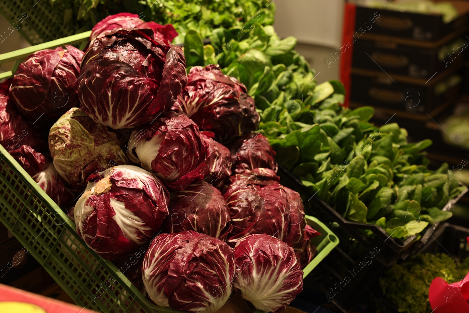 Photo of Many different fresh vegetables in crates at market