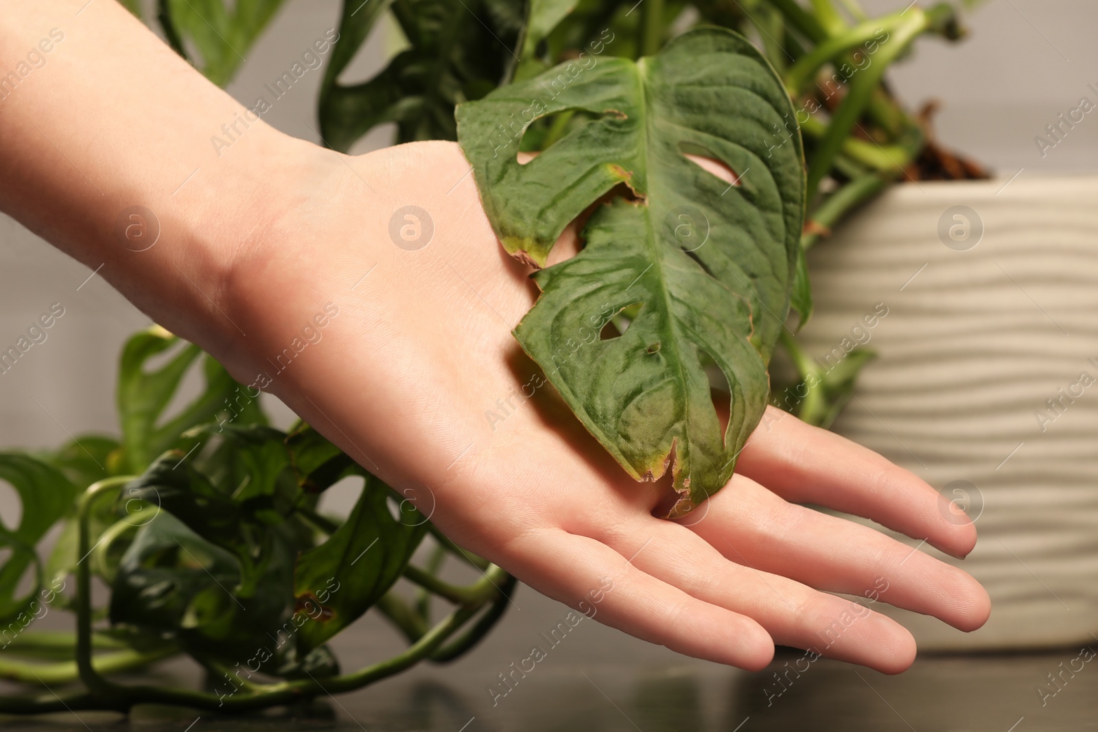 Photo of Man touching houseplant with damaged leaves indoors, closeup