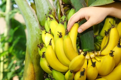 Woman picking ripe banana from tree outdoors, closeup. Space for text