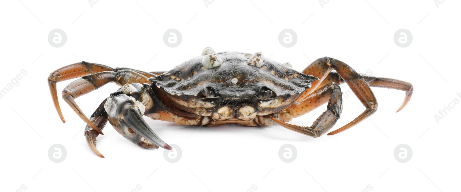 Photo of One fresh raw crab isolated on white