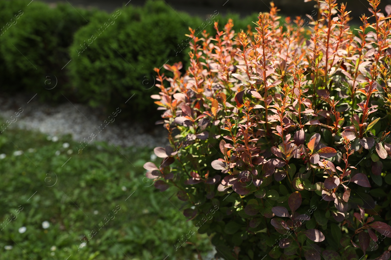 Photo of Barberry shrub growing outdoors, space for text. Gardening and landscaping