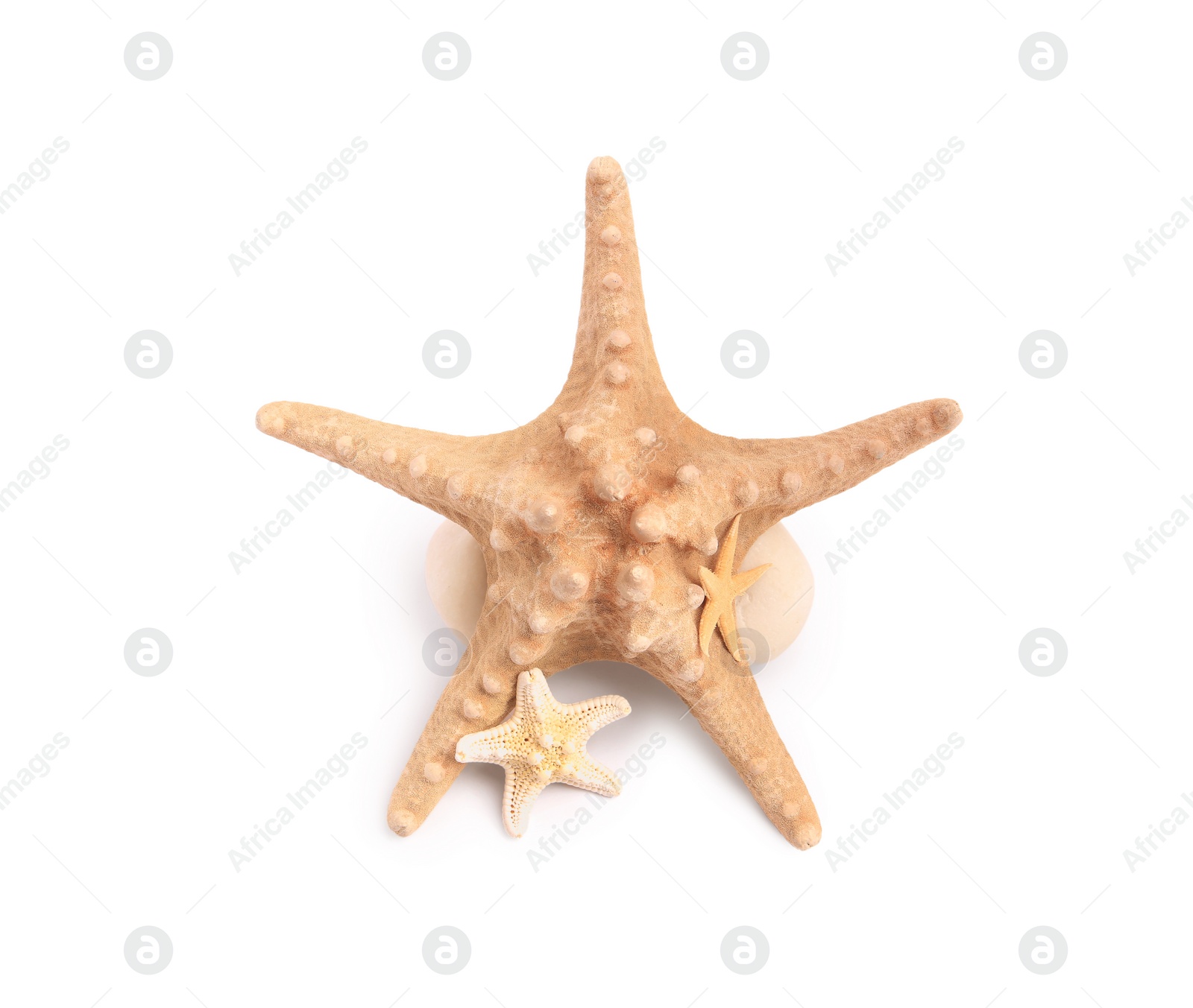 Photo of Many beautiful sea stars (starfishes) isolated on white