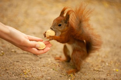Photo of Woman giving walnuts to cute squirrel outdoors, closeup