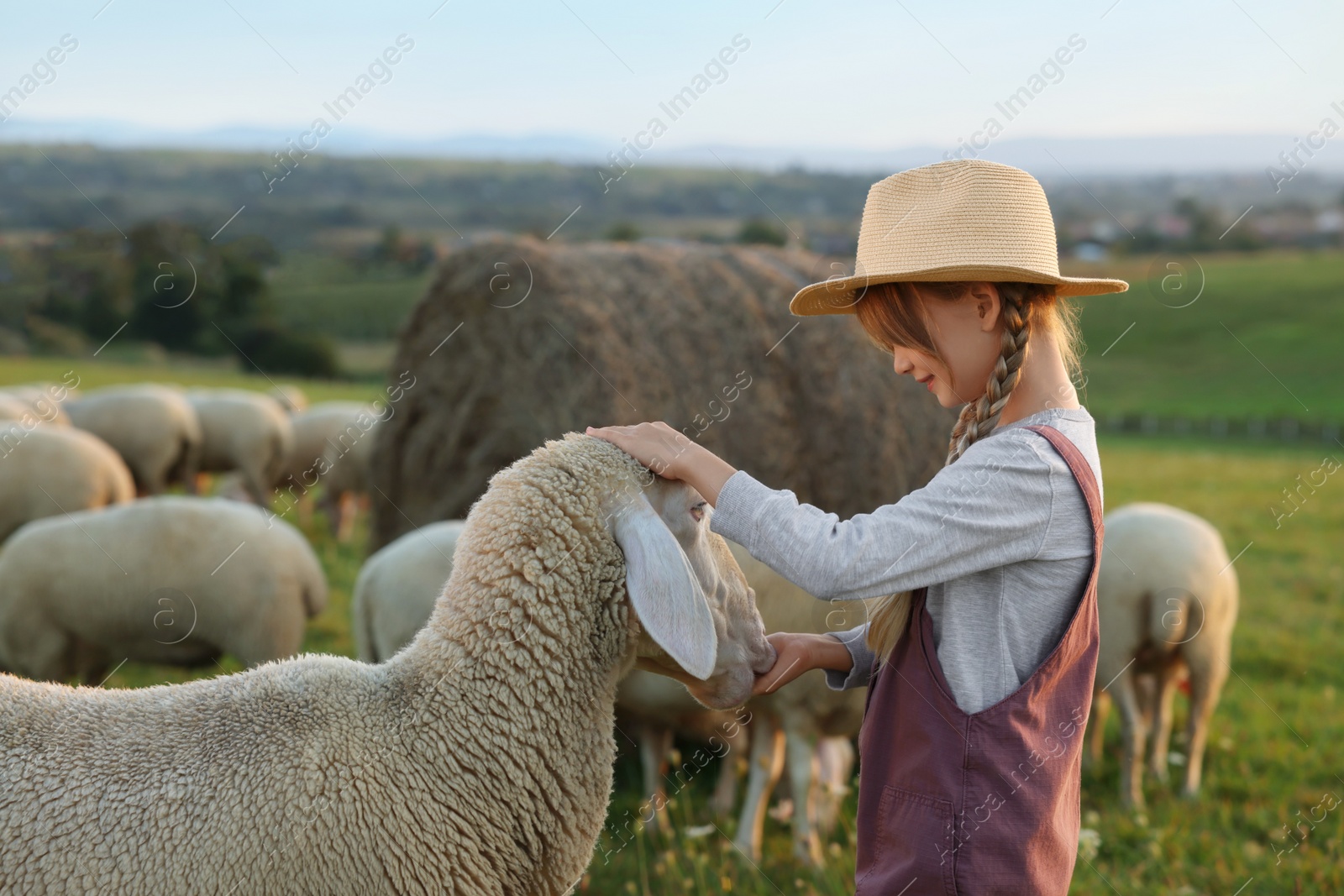 Photo of Girl feeding sheep on pasture. Farm animals