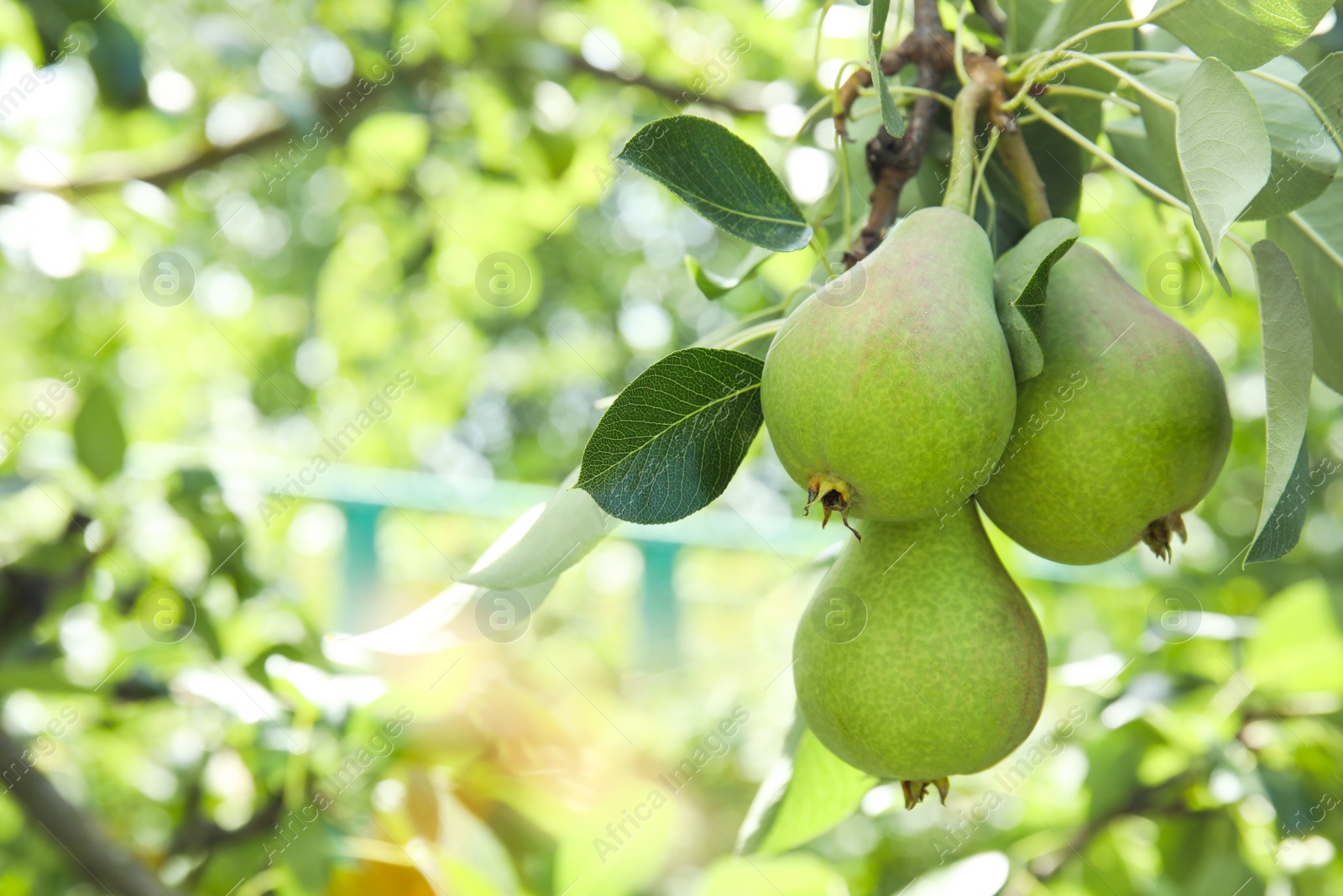 Photo of Branch of pear tree with fruits, closeup