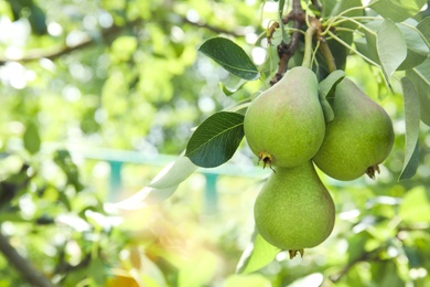 Photo of Branch of pear tree with fruits, closeup