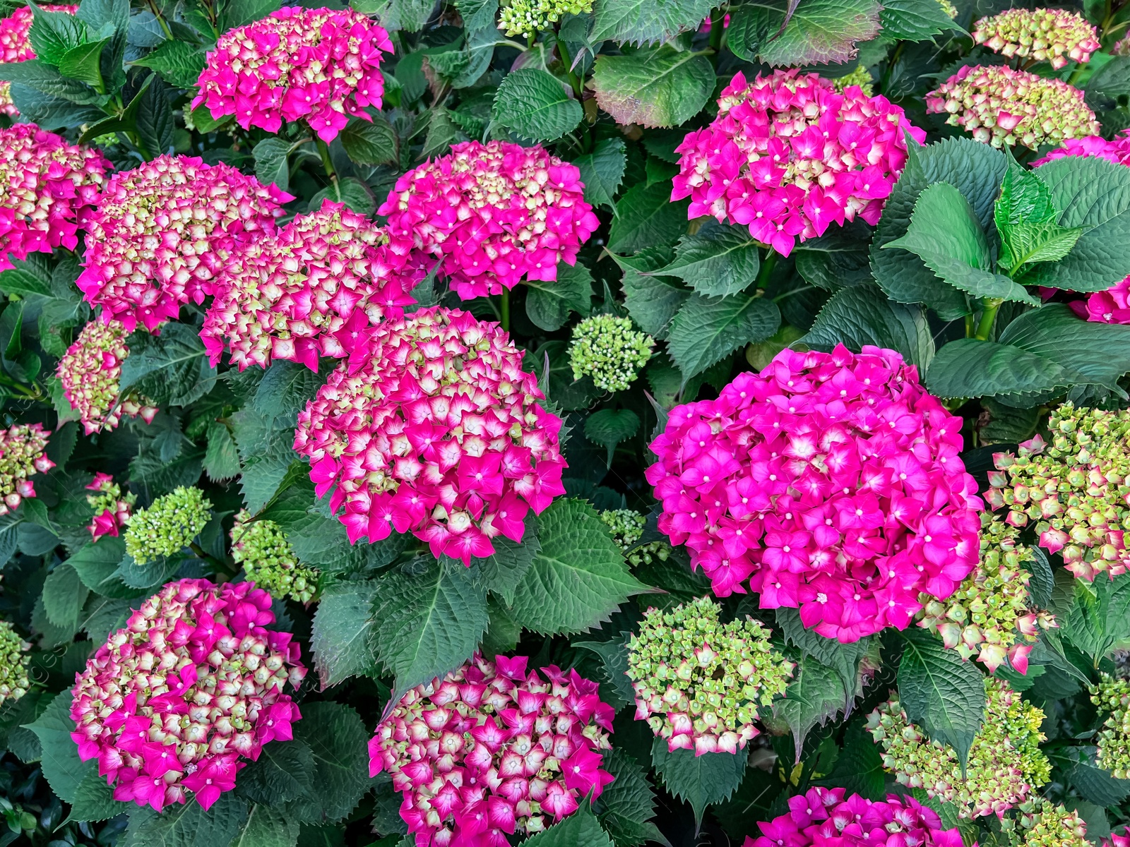 Photo of Hortensia plant with beautiful flowers growing outdoors