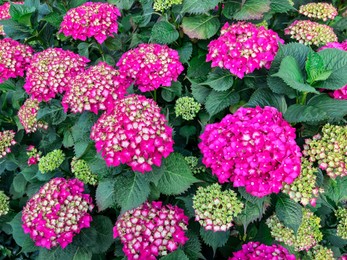 Photo of Hortensia plant with beautiful flowers growing outdoors