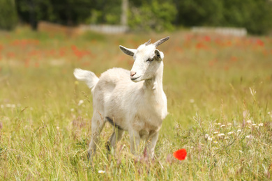 Photo of Cute goat in green field. Animal husbandry