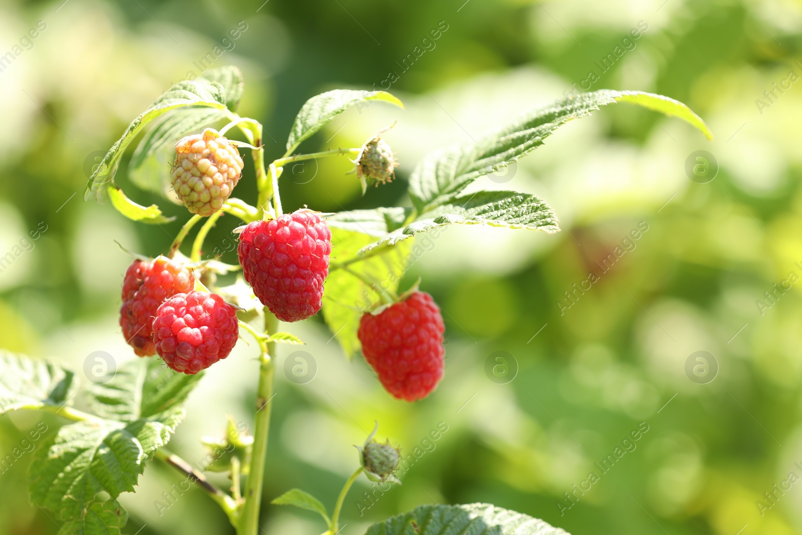 Photo of Red raspberries growing on bush outdoors, closeup. Space for text