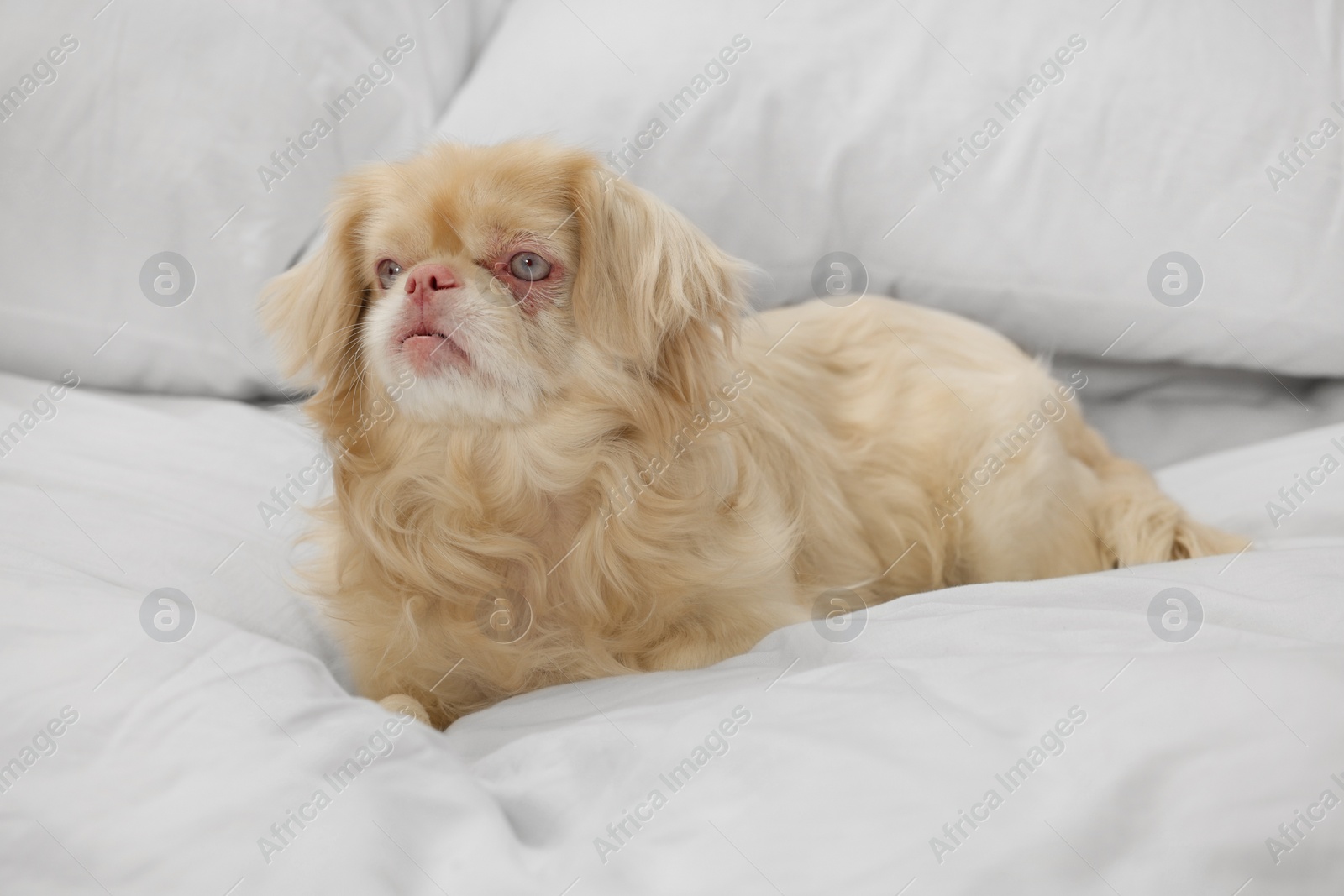 Photo of Cute Pekingese dog on bed in room