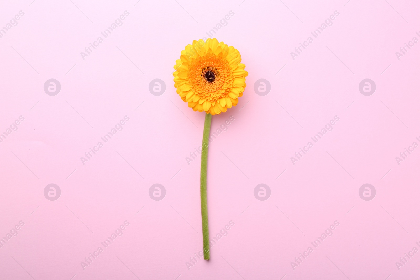 Photo of Beautiful yellow gerbera flower on pink background, top view