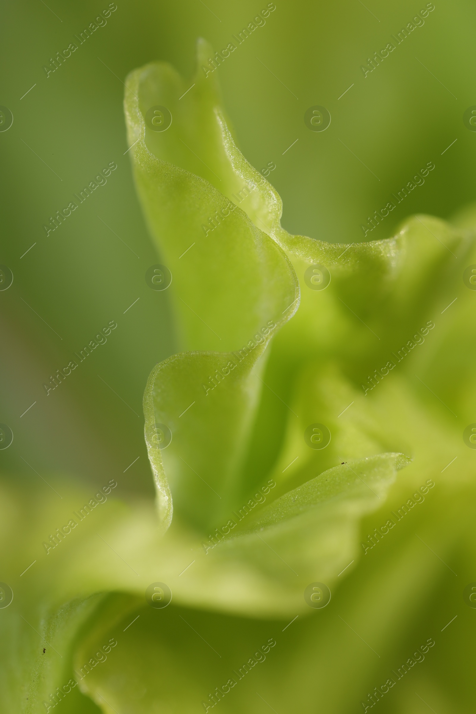 Photo of Beautiful light green Gladiolus flower as background, macro view