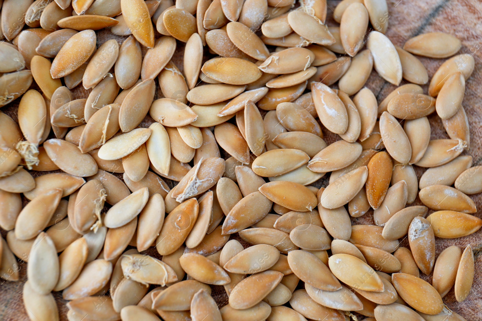 Photo of Pile of cucumber seeds on wooden background, closeup. Vegetable planting