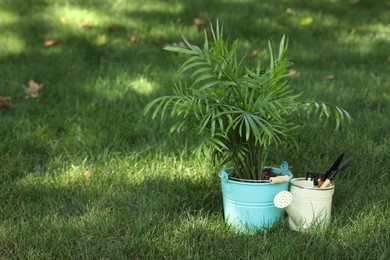 Beautiful potted chamaedorea palm and gardening tools on green grass outdoors, space for text