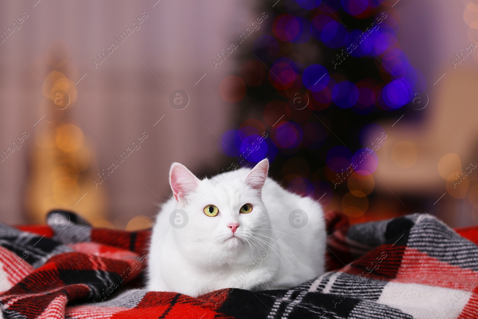 Photo of Christmas atmosphere. Cute cat lying on plaid indoors. Space for text