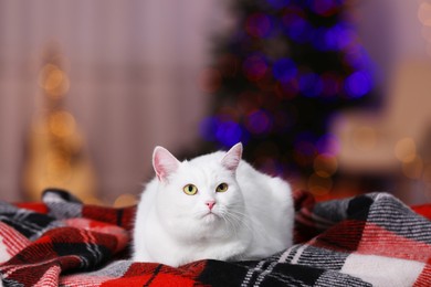 Photo of Christmas atmosphere. Cute cat lying on plaid indoors. Space for text