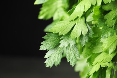 Photo of Fresh green parsley leaves on black background, closeup. Space for text