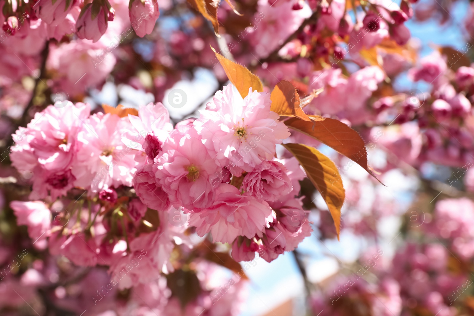 Photo of Sakura tree with beautiful blossoms on spring day outdoors