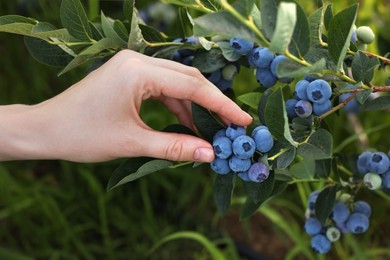 Woman picking up wild blueberries outdoors, closeup. Seasonal berries