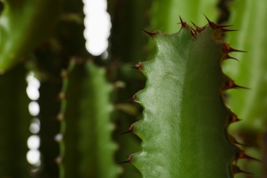 Photo of Closeup view of beautiful cactus. Tropical plant