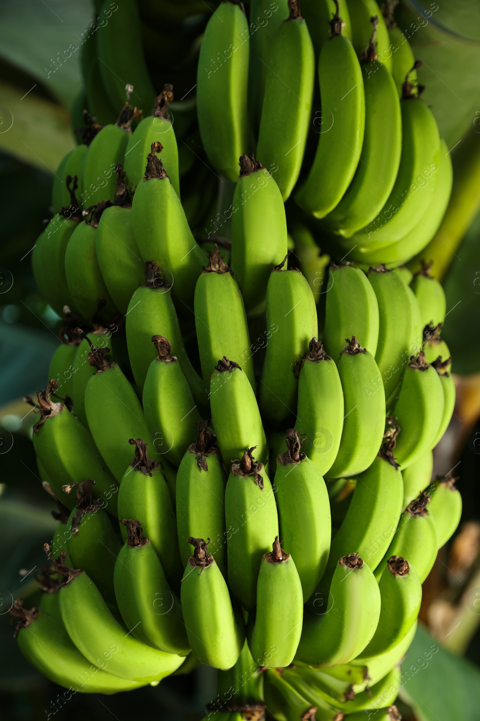 Photo of Unripe bananas growing on tree outdoors, closeup view