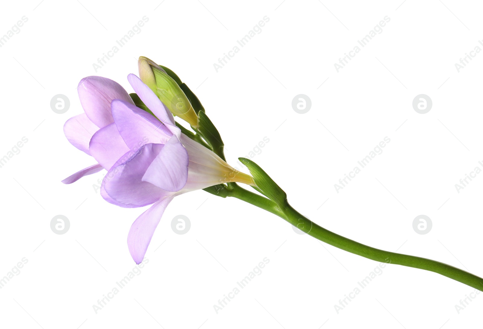 Photo of Beautiful freesia with fragrant flowers on white background