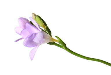 Photo of Beautiful freesia with fragrant flowers on white background