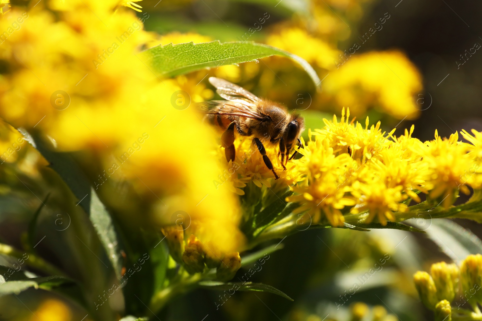 Photo of Honeybee collecting nectar from yellow flowers outdoors, closeup