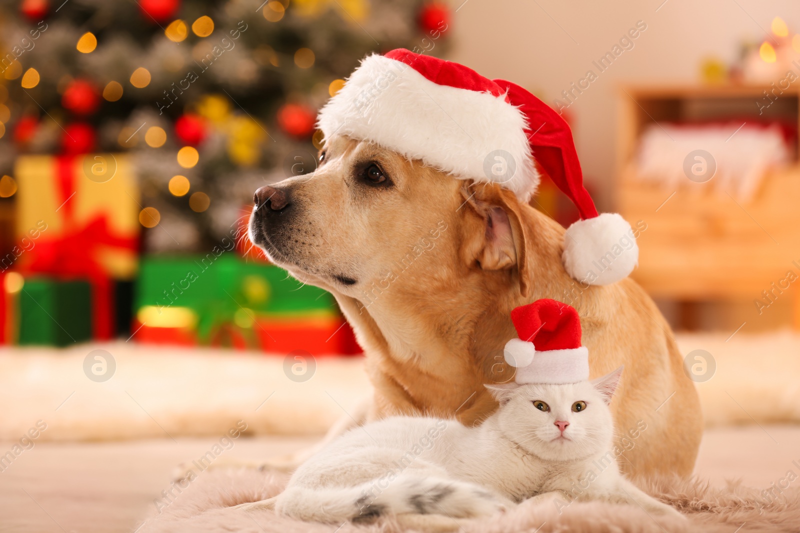 Photo of Adorable dog and cat wearing Santa hats together at room decorated for Christmas. Cute pets